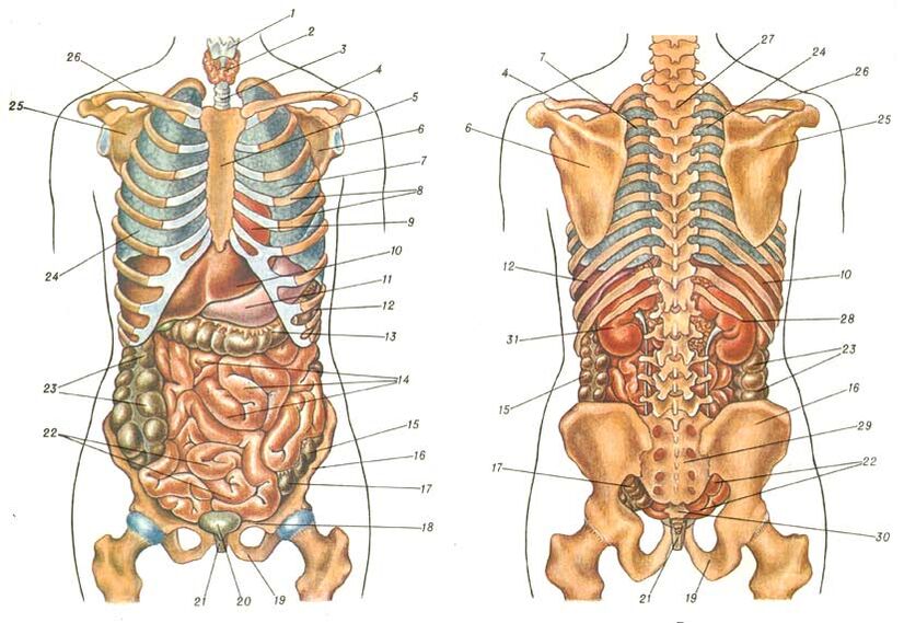 Estructura del cuerpo y dolor debajo del omóplato izquierdo. 